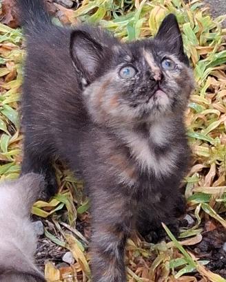 Gattino europeo tartarugato (Tortie) gatto 2 mesi