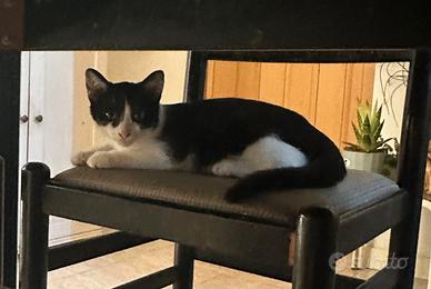 Addizione gatti