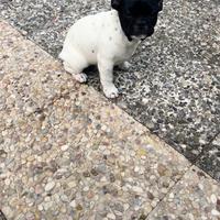 Bull dog francese