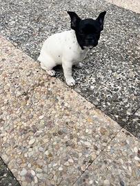 Bull dog francese