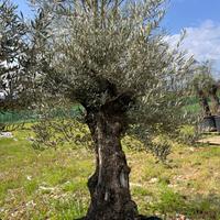 Olivo Secolare prezzo 850 euro in promo a 450euro