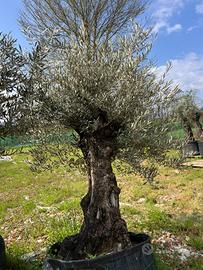 Olivo Secolare prezzo 850 euro in promo a 450euro
