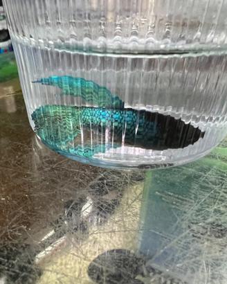 Pesci tropicali betta