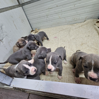 Cuccioli amstaff