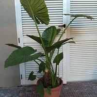 Piante orecchio di elefante