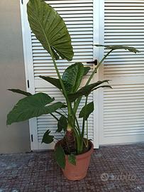 Piante orecchio di elefante