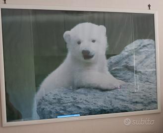 poster Orsetto camera bambi