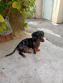 Bassotto merle
