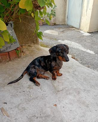 Bassotto merle