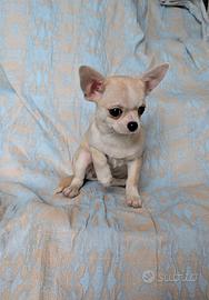 Splendida cucciola chihuahua, allevamento enci