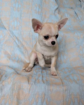 Splendida cucciola chihuahua, allevamento enci