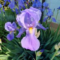 4 rizomi di IRIS PALLIDA
