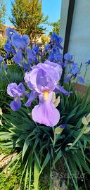 4 rizomi di IRIS PALLIDA