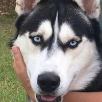 Maschio di Siberian Husky per MONTA. Pedigree ENCI