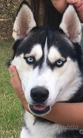 Maschio di Siberian Husky per MONTA. Pedigree ENCI