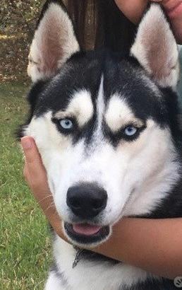 Maschio di Siberian Husky per MONTA. Pedigree ENCI