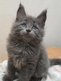 Maine coon linea grande