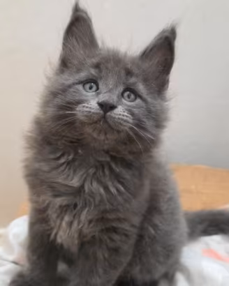 Maine coon linea grande