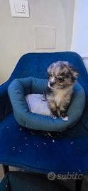 Chihuahua mini pelo lungo cucciolo