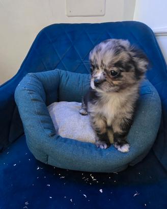 Chihuahua mini pelo lungo cucciolo