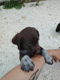 Cuccioli lagotto drahtaar