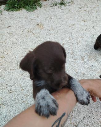 Cuccioli lagotto drahtaar