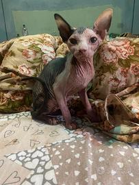 Gatti Sphynx cuccioli