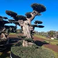 Piante di ulivo per il giardino