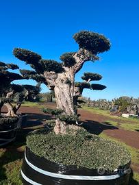 Piante di ulivo per il giardino