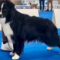 Border collie per accoppiamento