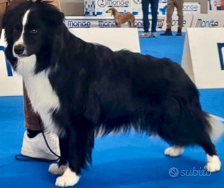 Border collie per accoppiamento