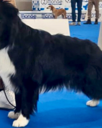 Border collie per accoppiamento