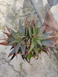 aloe variegata