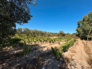 Terreno Edificabile a 500 metri dal Mare