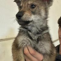 Cane lupo cecoslovacco