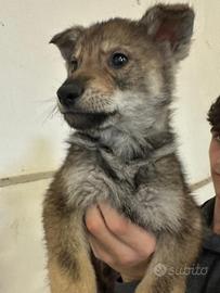 Cane lupo cecoslovacco