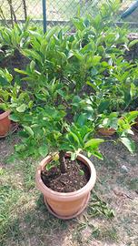 pianta di limone