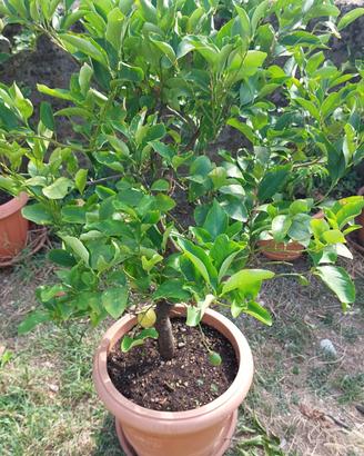 pianta di limone