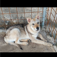 Lupo cecoslovacco cucciolo