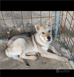 Lupo cecoslovacco cucciolo