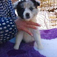 Border collie Blue merle femmina e maschio