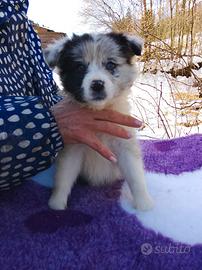 Border collie Blue merle femmina e maschio