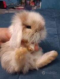 Coniglio color cappuccino