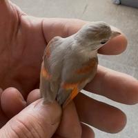 Cardinalini del Venezuela