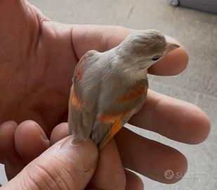 Cardinalini del Venezuela