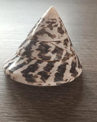 Conchiglia vuota