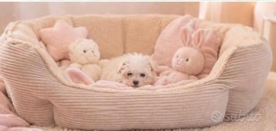 Maltipoo Mini Toy disponibili subito
