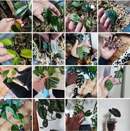 talee varie piante tropicali