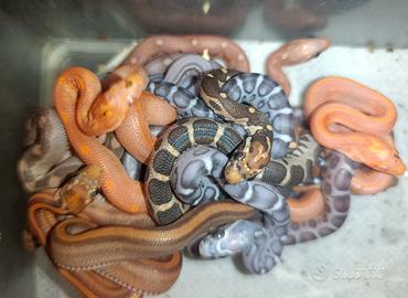 Pantherophis guttatus scaleless e microscaleless