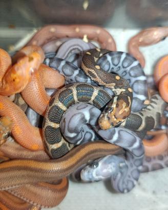 Pantherophis guttatus scaleless e microscaleless